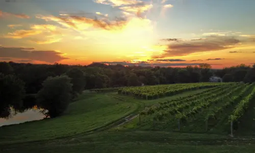 Un vignoble