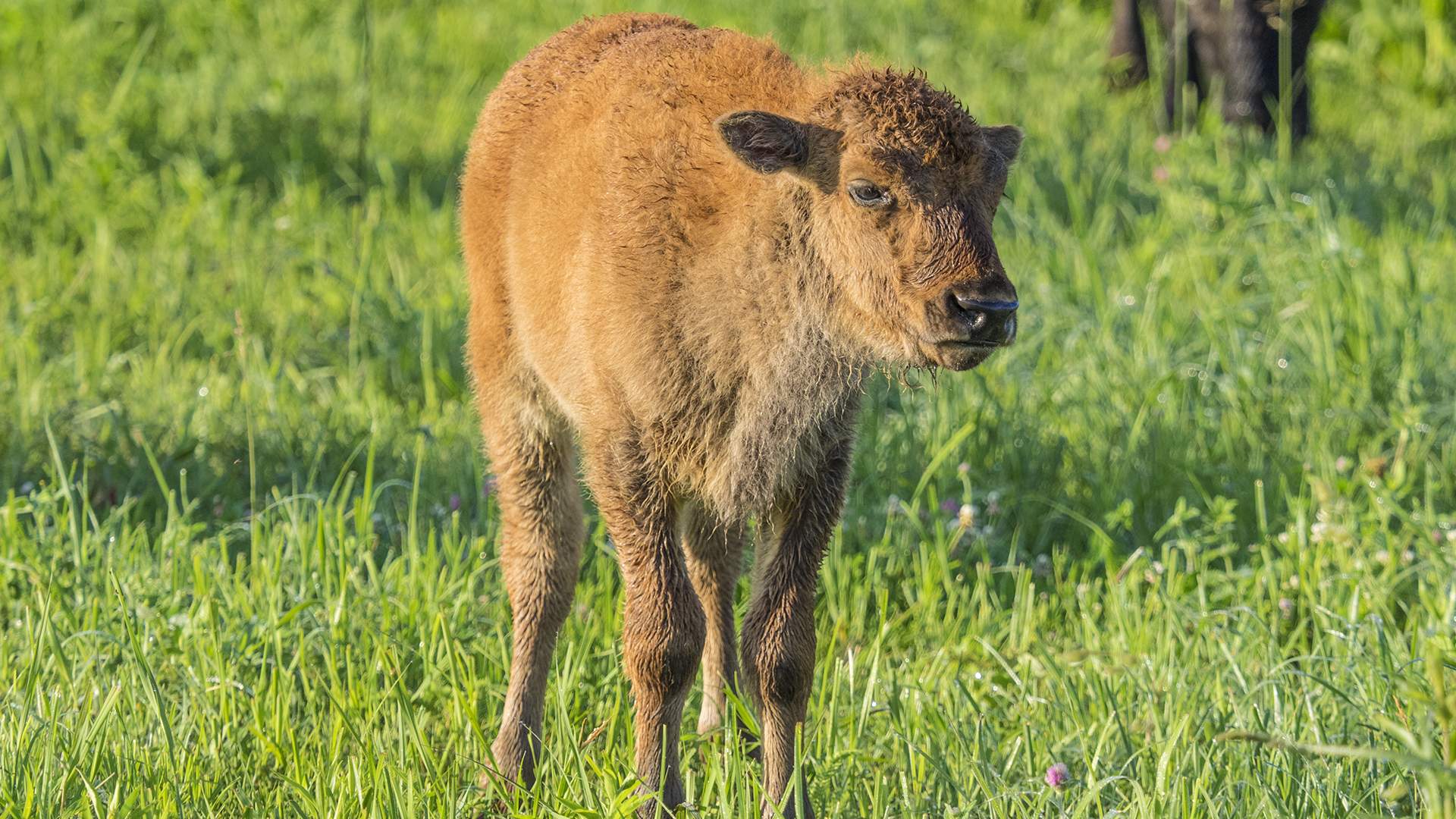 Un jeune bison debout dans les prairies