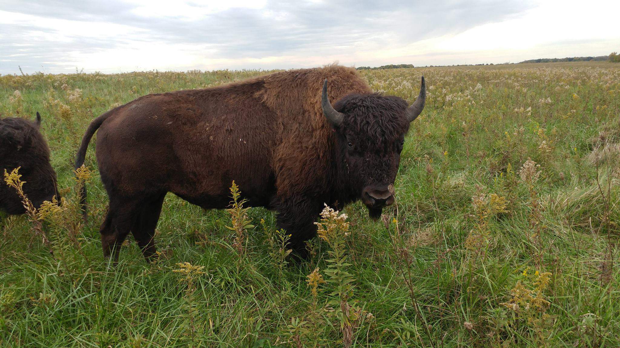 Un bison dans la prairie