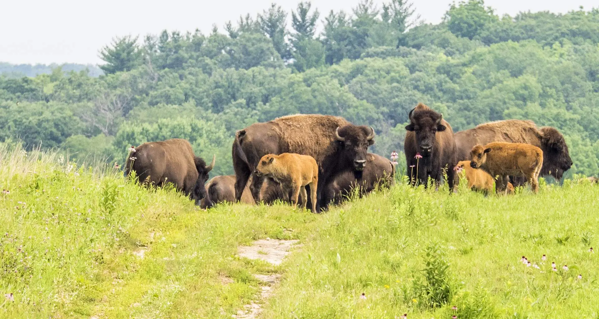 Un troupeau de bisons dans l'herbe à Nachusa Grasslands