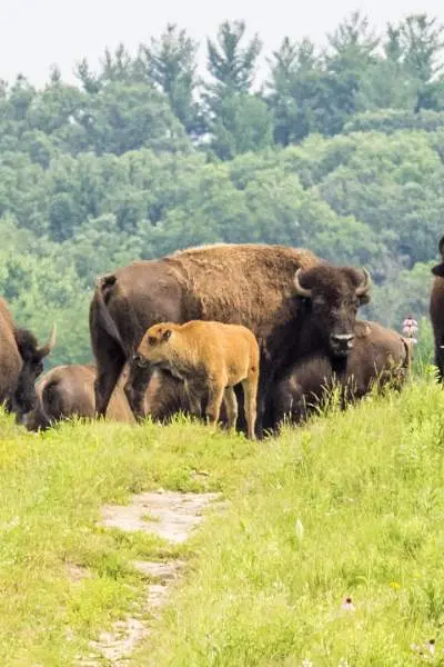 Un troupeau de bisons dans l'herbe à Nachusa Grasslands