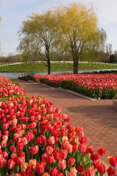 Des fleurs et un sentier