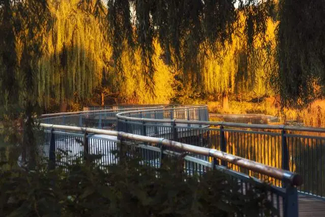 Pont avec lac et arbres