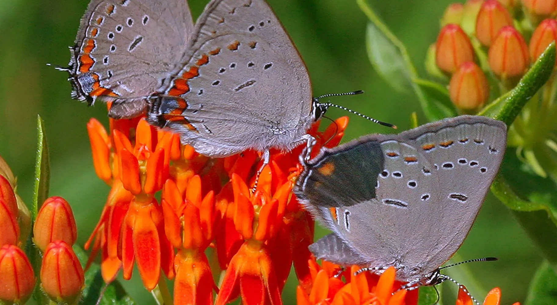 Papillons sur une fleur