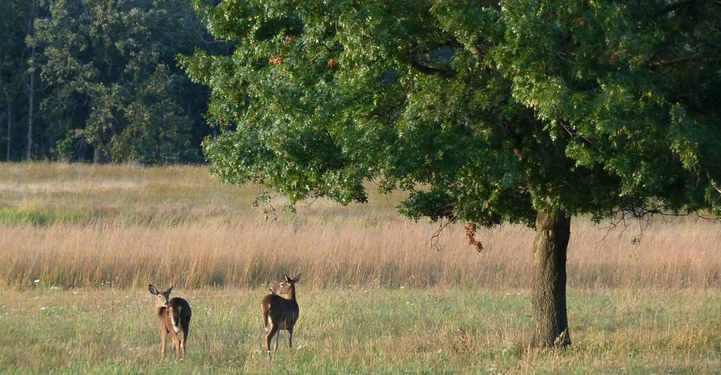 Deux cerfs près d'un arbre près d'une forêt et d'une prairie