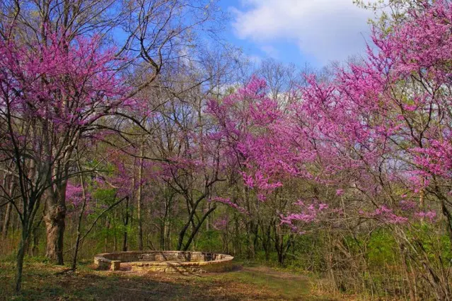 Un jardin avec de jolis arbres