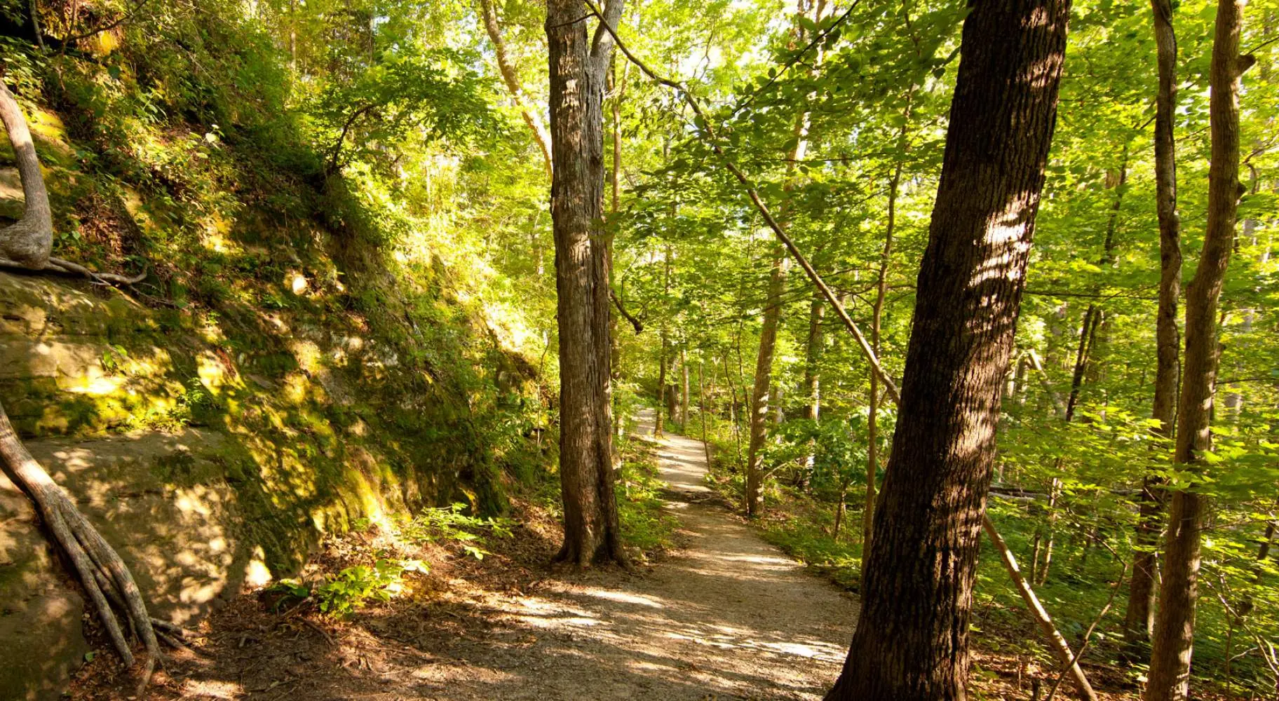 Forêt