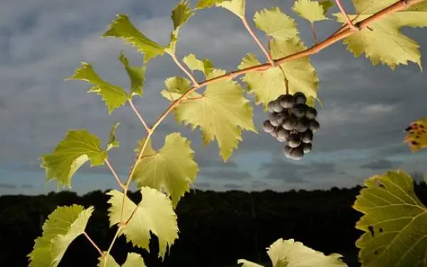 Une vigne d'Alto Vineyards.