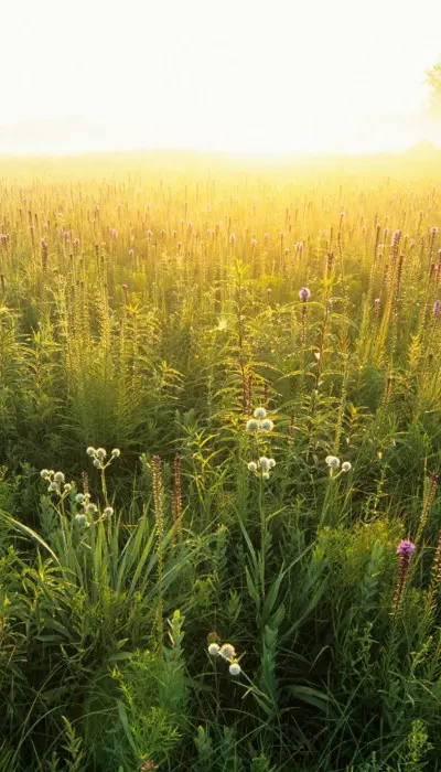 Un champ vert au coucher du soleil.