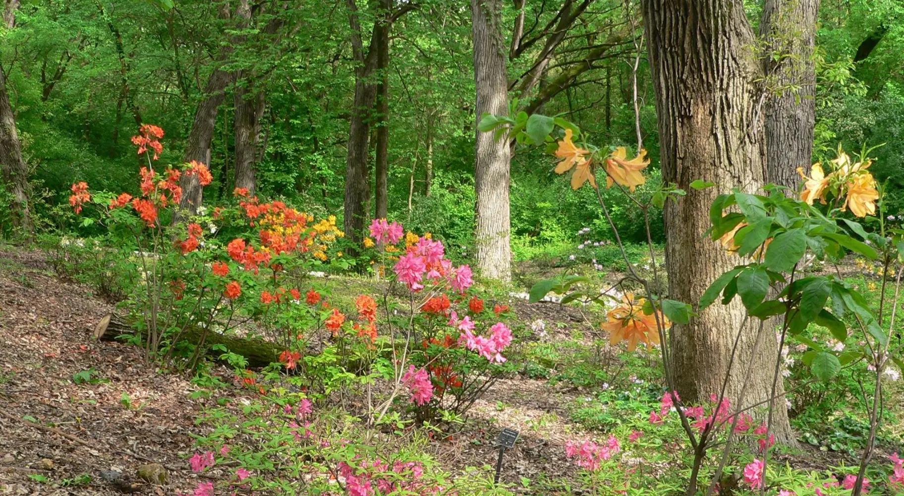 Fleurs