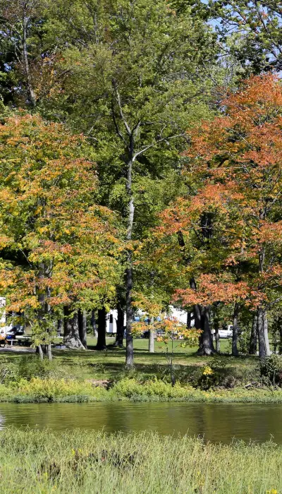 Parc arboré et camping-cars