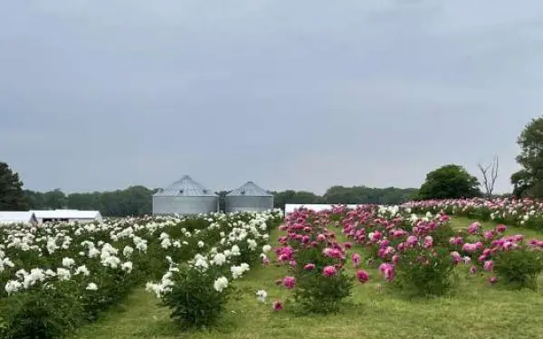 Rangées de pivoines à Peony Hill Farm à Harrisburg