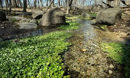 Un petit ruisseau dans un parc