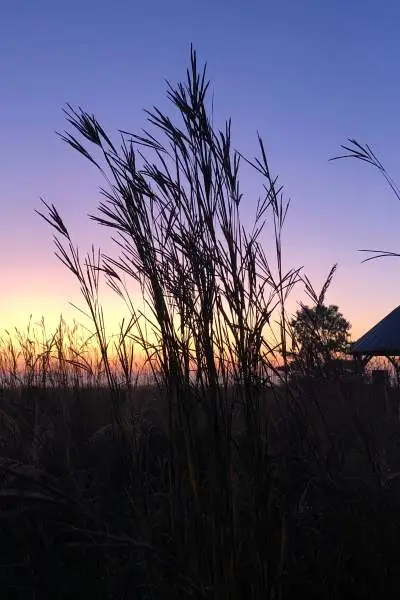 Coucher de soleil sur un champ avec de l'herbe