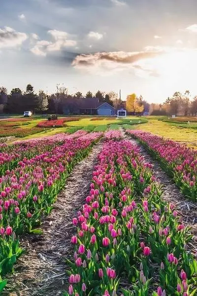 Un champ de tulipes au coucher du soleil