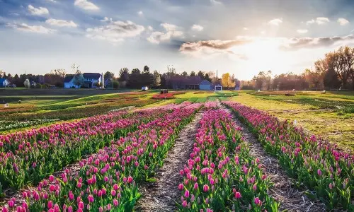 Un champ de tulipes au coucher du soleil