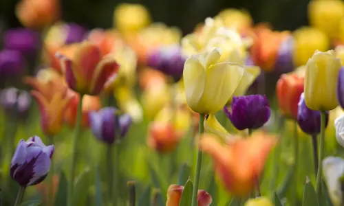 Tulipes colorées en gros plan