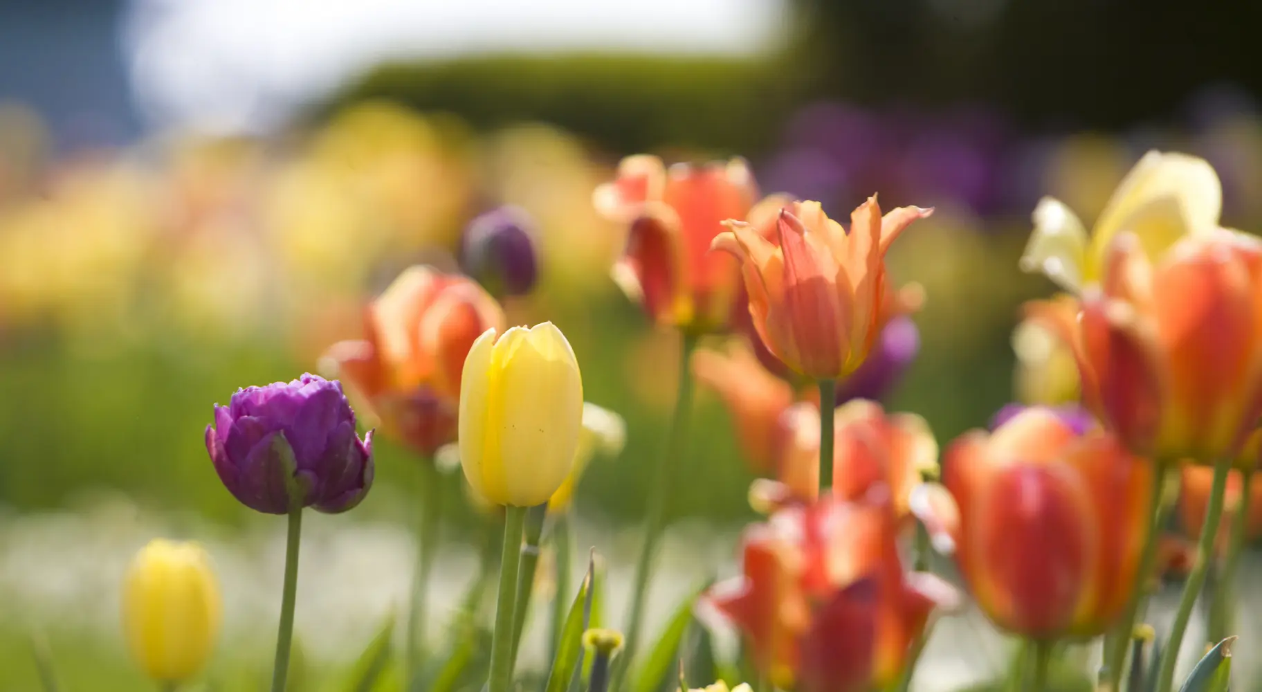 Tulipes colorées en gros plan
