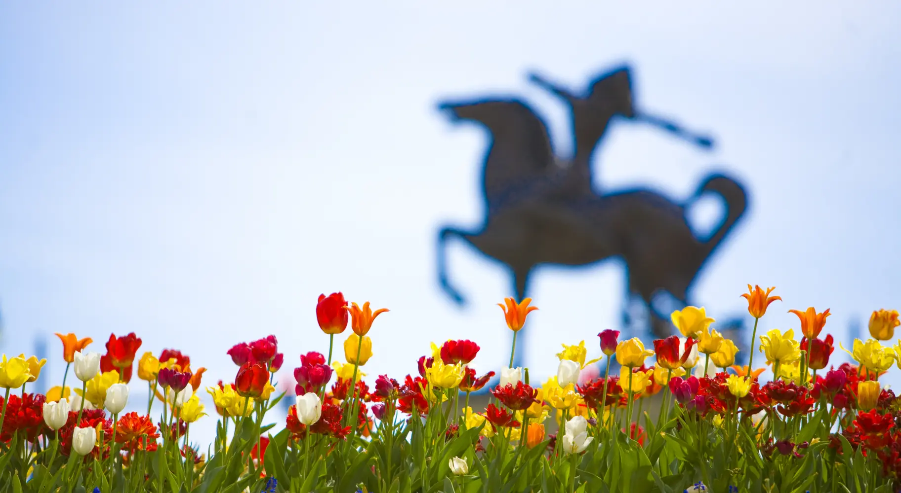 Champ de tulipes rouges et jaunes