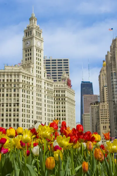 Lit de tulipes devant de grands immeubles