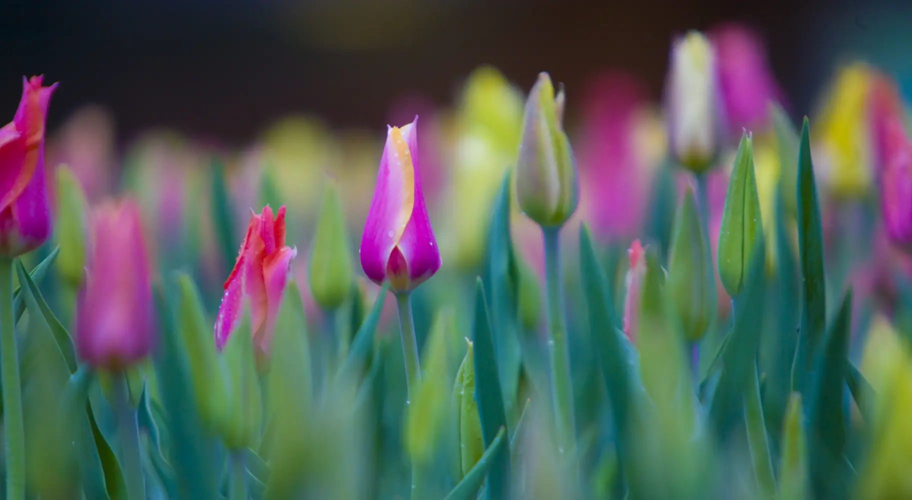 Tulipes en gros plan