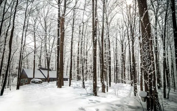 Une forêt hivernale couverte de neige