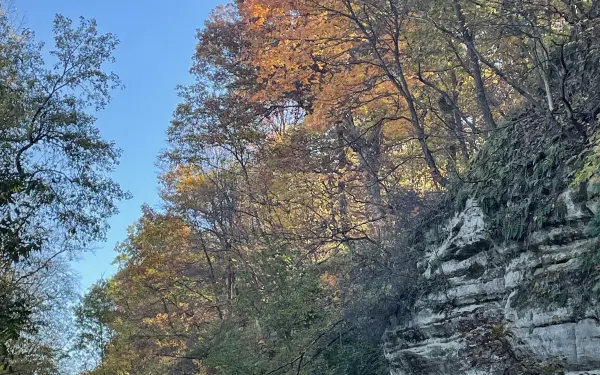 Feuilles dans un parc national