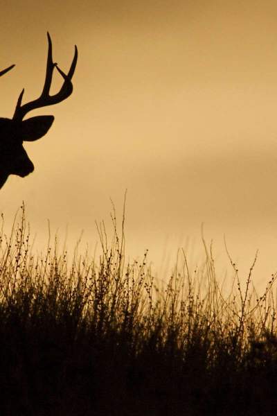 Un cerf en silhouette sur une ligne de crête