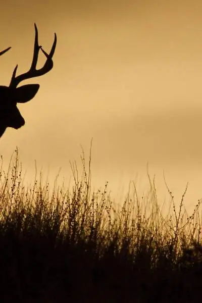 Un cerf en silhouette sur une ligne de crête