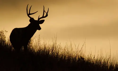 Silhouette de cerf sur une ligne de crête