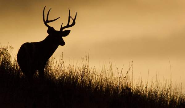 Un cerf en silhouette sur une ligne de crête