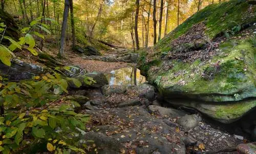 Forêt avec des rochers moussus.