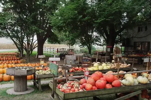 Des compositions colorées de citrouilles dans une ferme. 