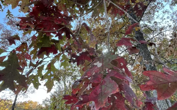 Changement de feuilles dans un parc national