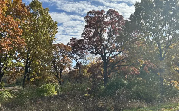 Feuillage d'automne dans un parc d'État