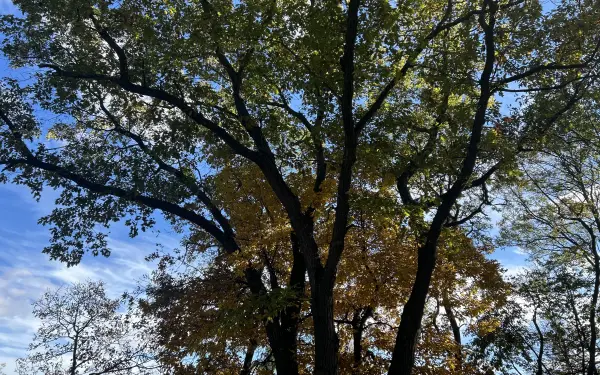 Arbres dans un parc d'État en Illinois