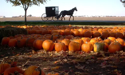 Champ de citrouilles avec un cheval et une calèche en arrière-plan