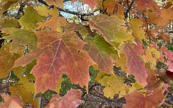 Changement de feuilles dans un parc national