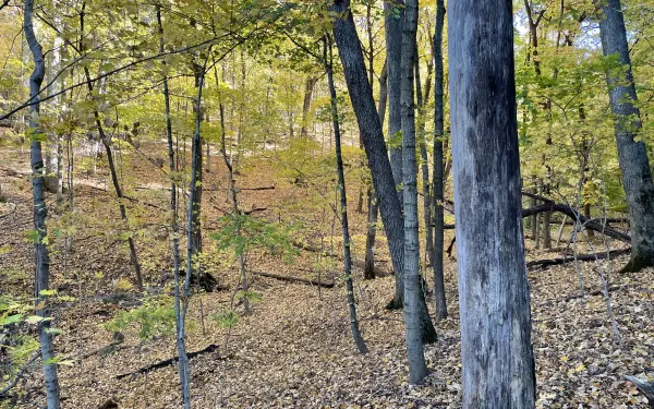 Arbres dans un parc d'État en Illinois