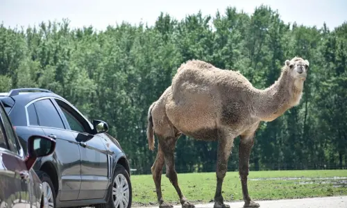 Une voiture et un chameau