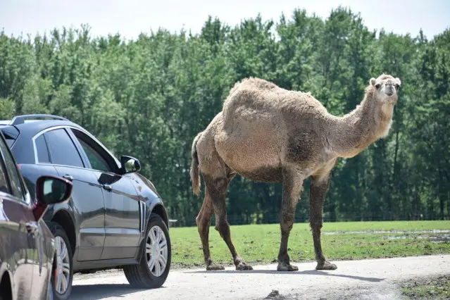 Une voiture et un chameau