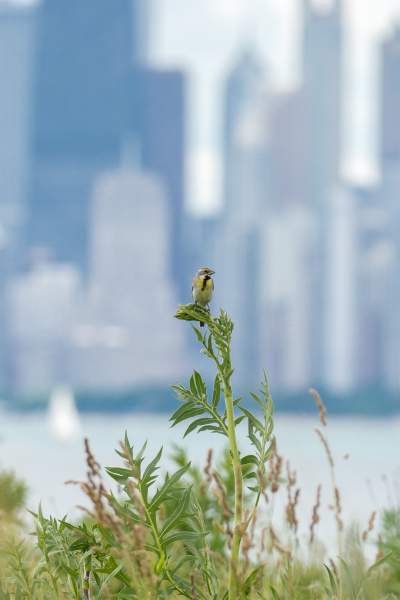 Un oiseau sur une plante avec des bâtiments en arrière-plan.