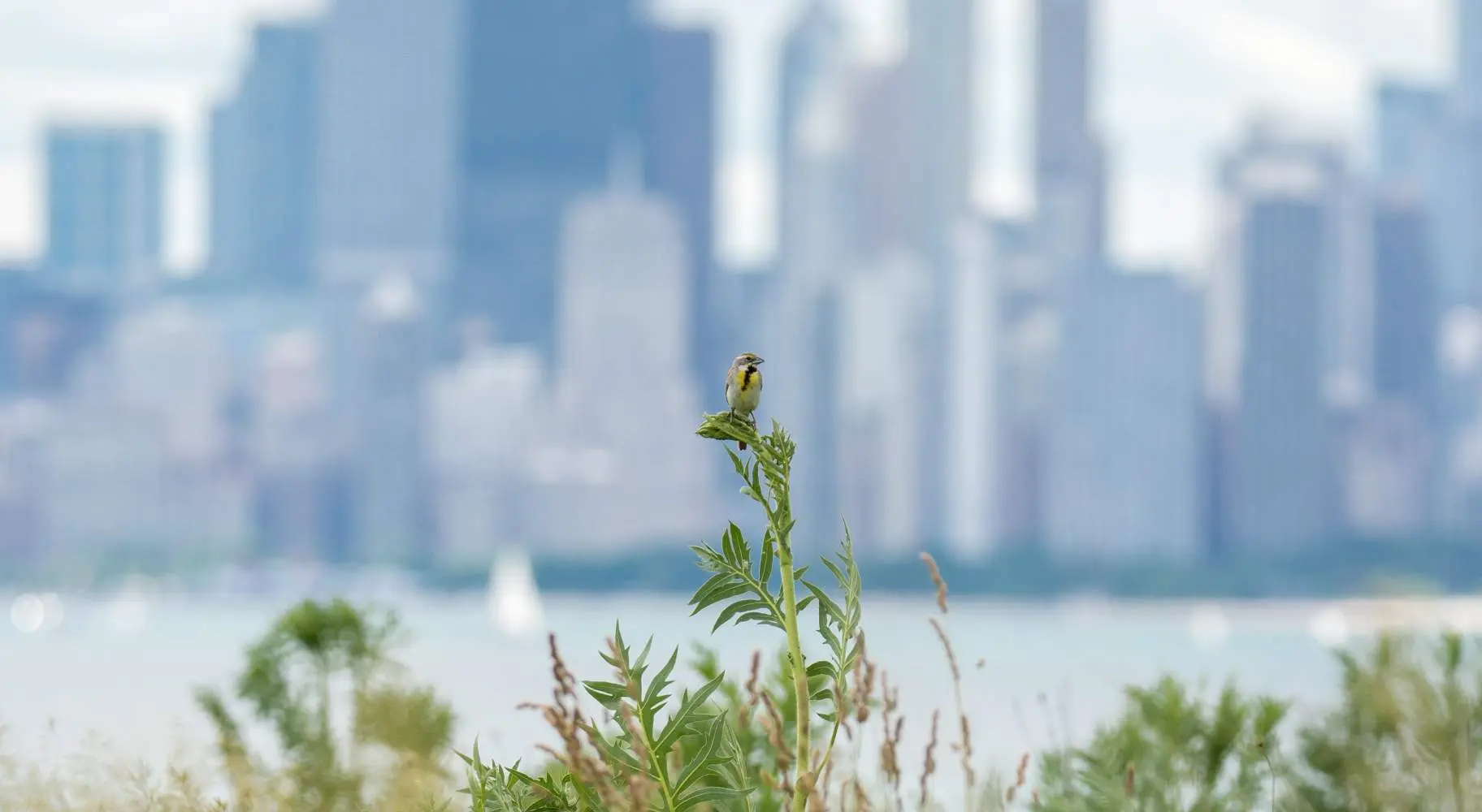 Un oiseau sur une plante avec des bâtiments en arrière-plan.