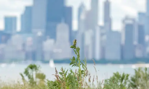Un oiseau sur une plante avec des bâtiments en arrière-plan.