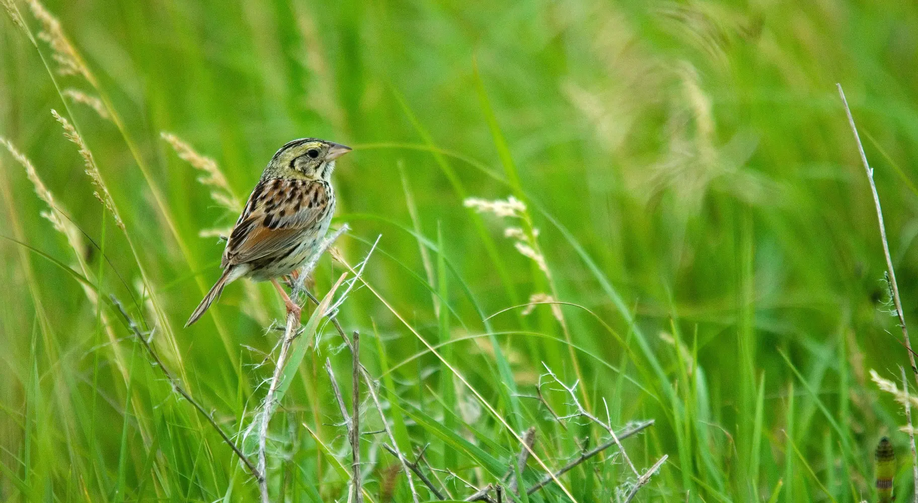 Oiseau debout sur l'herbe