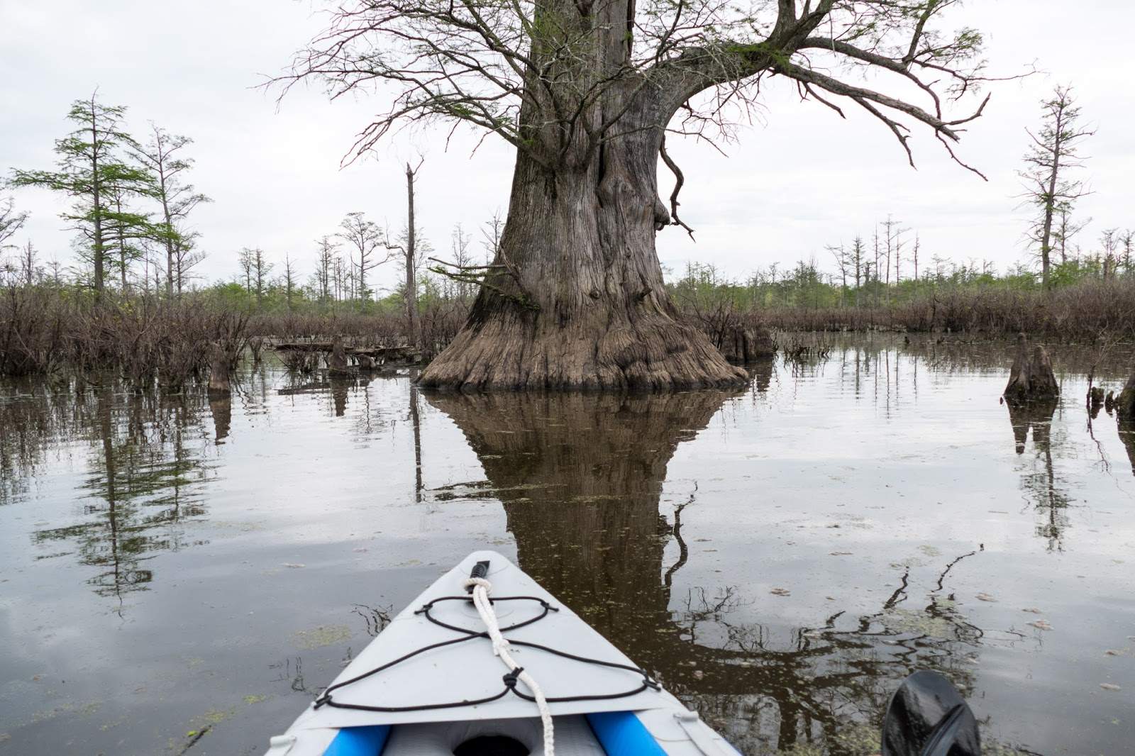L'avant d'un canoë s'approchant d'un arbre dans les zones humides de la rivière Cache.