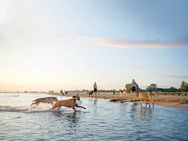 Chiens courant dans les bas-fonds d'une plage au bord d'un lac au petit matin