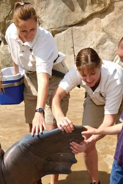 Famille rencontrant un morse au zoo de Brookfield, Illinois