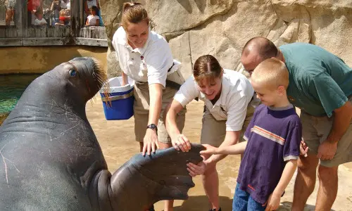 Famille rencontrant un morse au zoo de Brookfield, Illinois