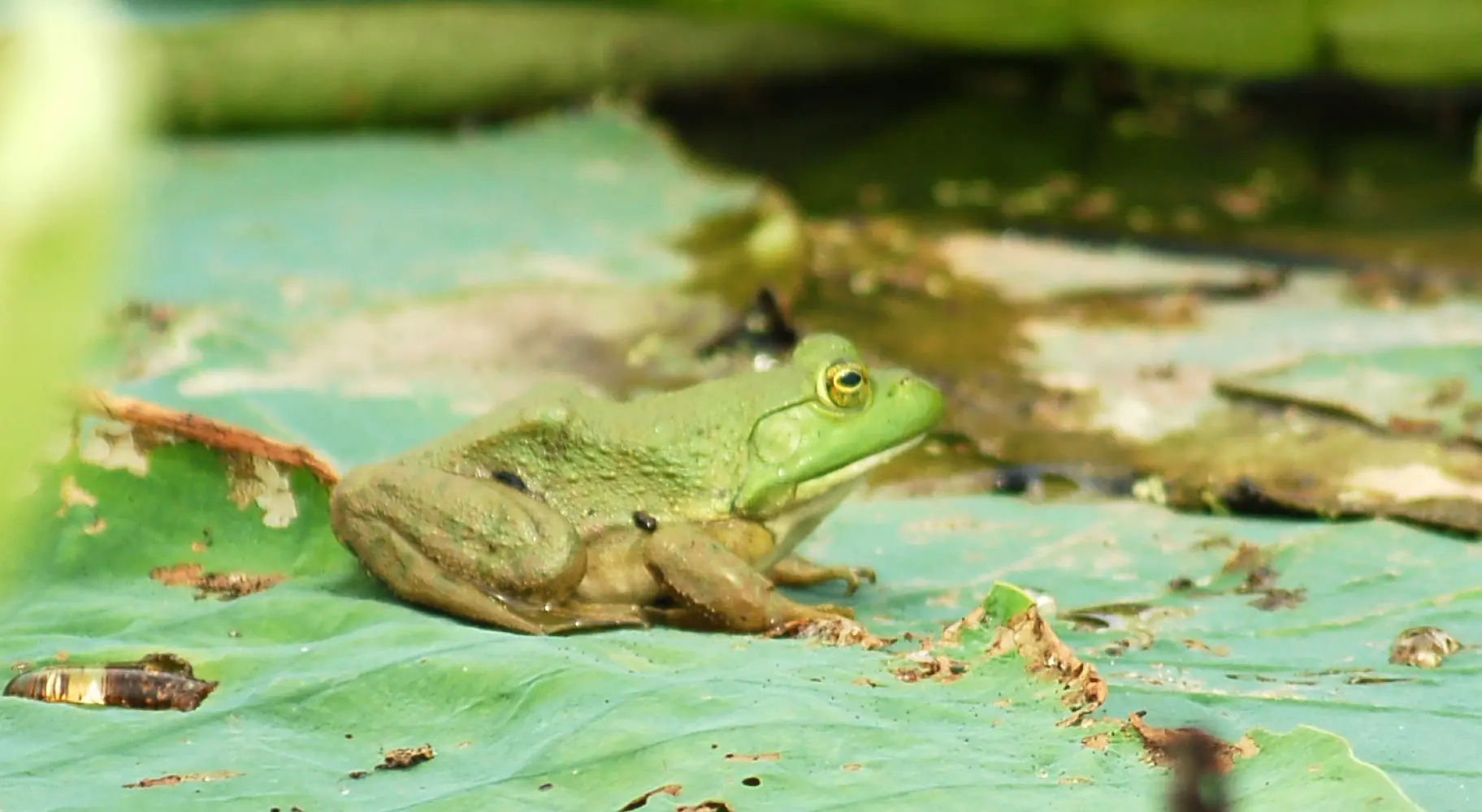 Grenouille sur une feuille